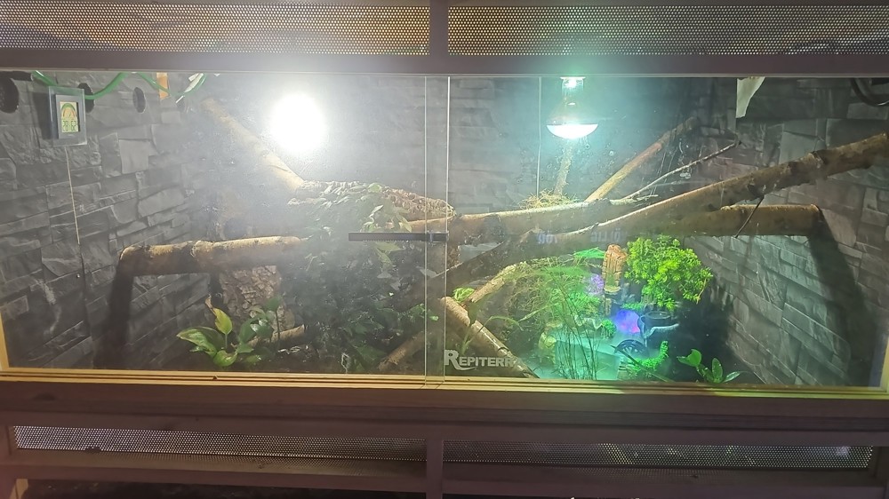 Terrarium mit geckos