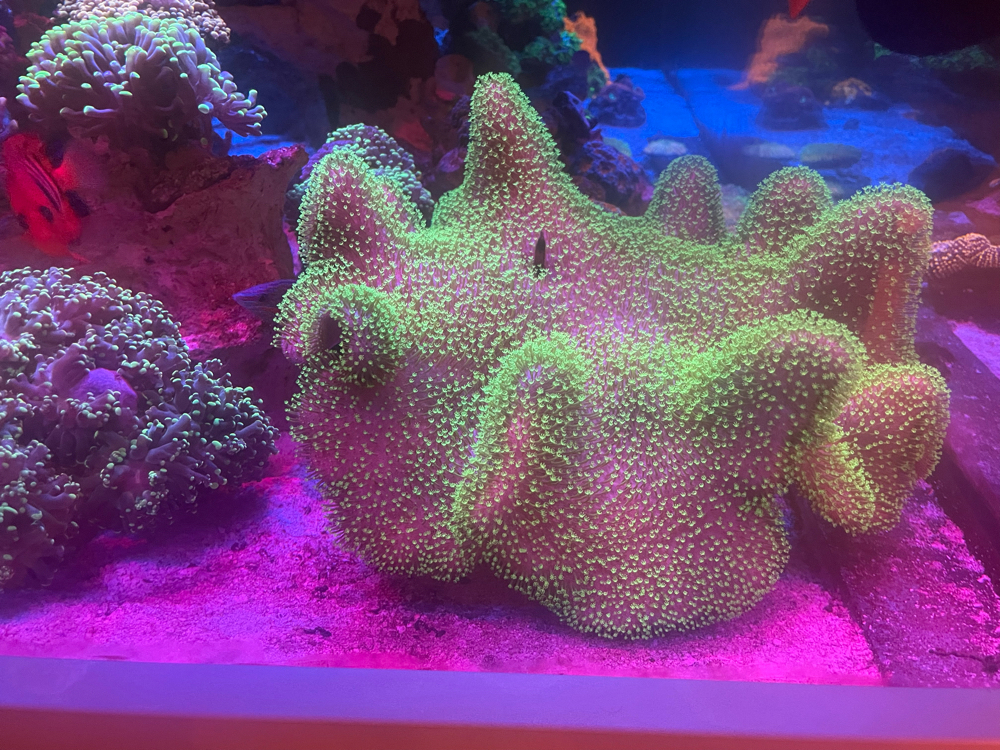 Sarcophyton Fiji - Pilzlederkoralle Grün meerwasser koralle 