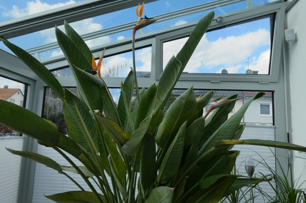 Strelizie,  Paradiesvogelpflanze,  Zimmer- Pflanze mit 3 Blüten  2m Höhe
