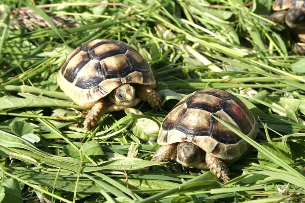 Breitrandschildkröten, Nachzucht 2022.
