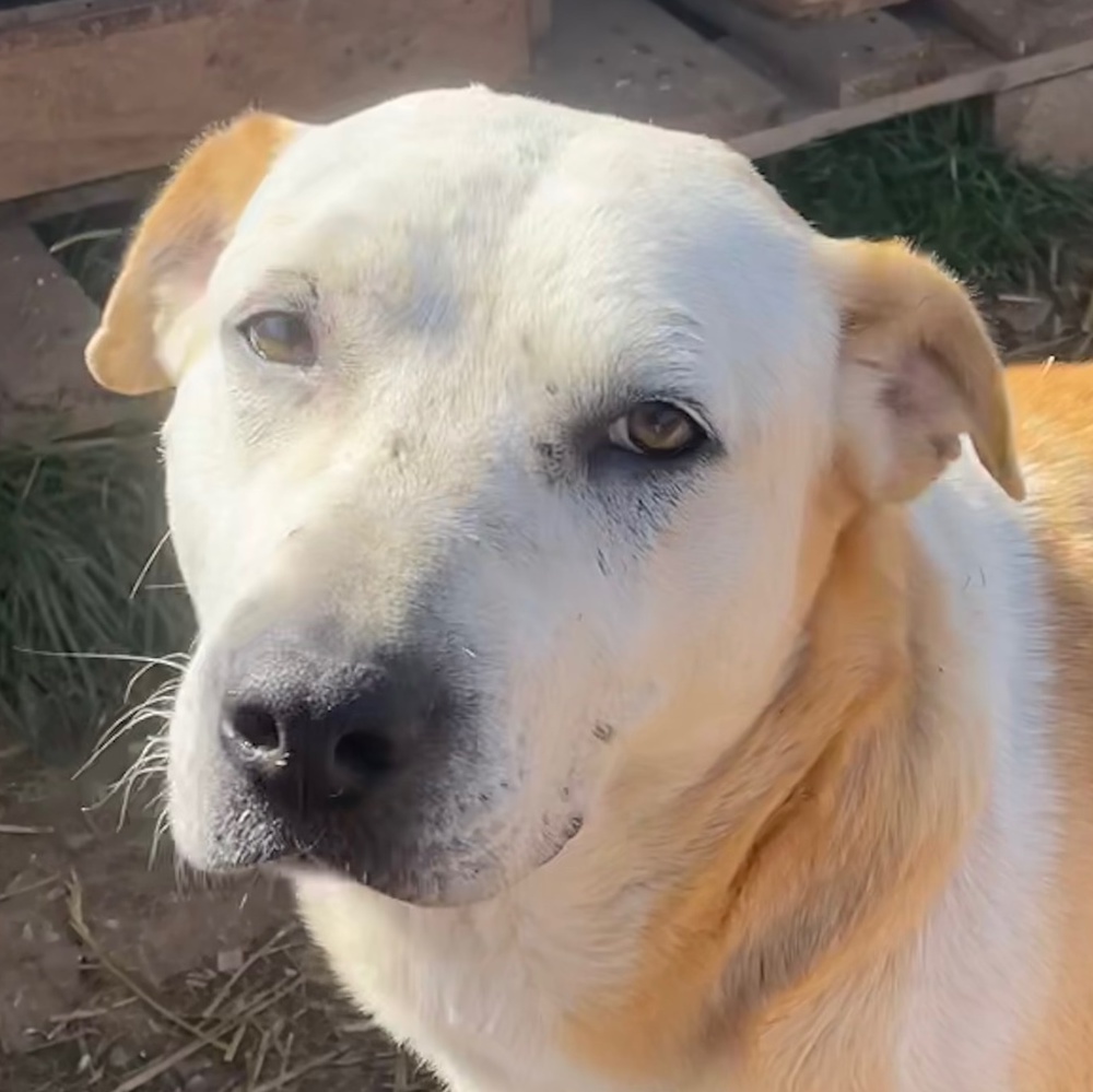 Ikarus, geb. ca. 04 2019, lebt in GRIECHENLAND, auf Gelände, wo die Hunde notdürftig versorgt werden