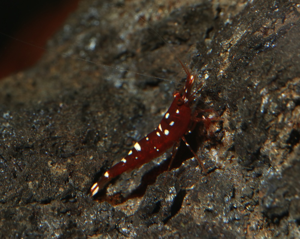Caridina marlenae - Sulawesi Garnele