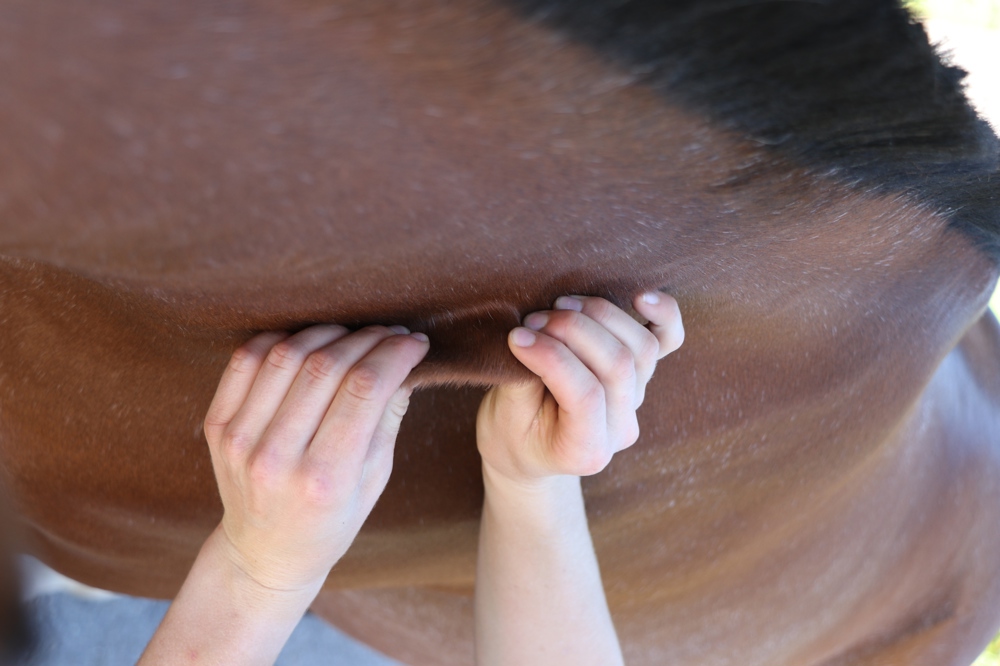 Pferdetraining & Pferdephysiotherapie, mobiler Unterricht & Beritt 