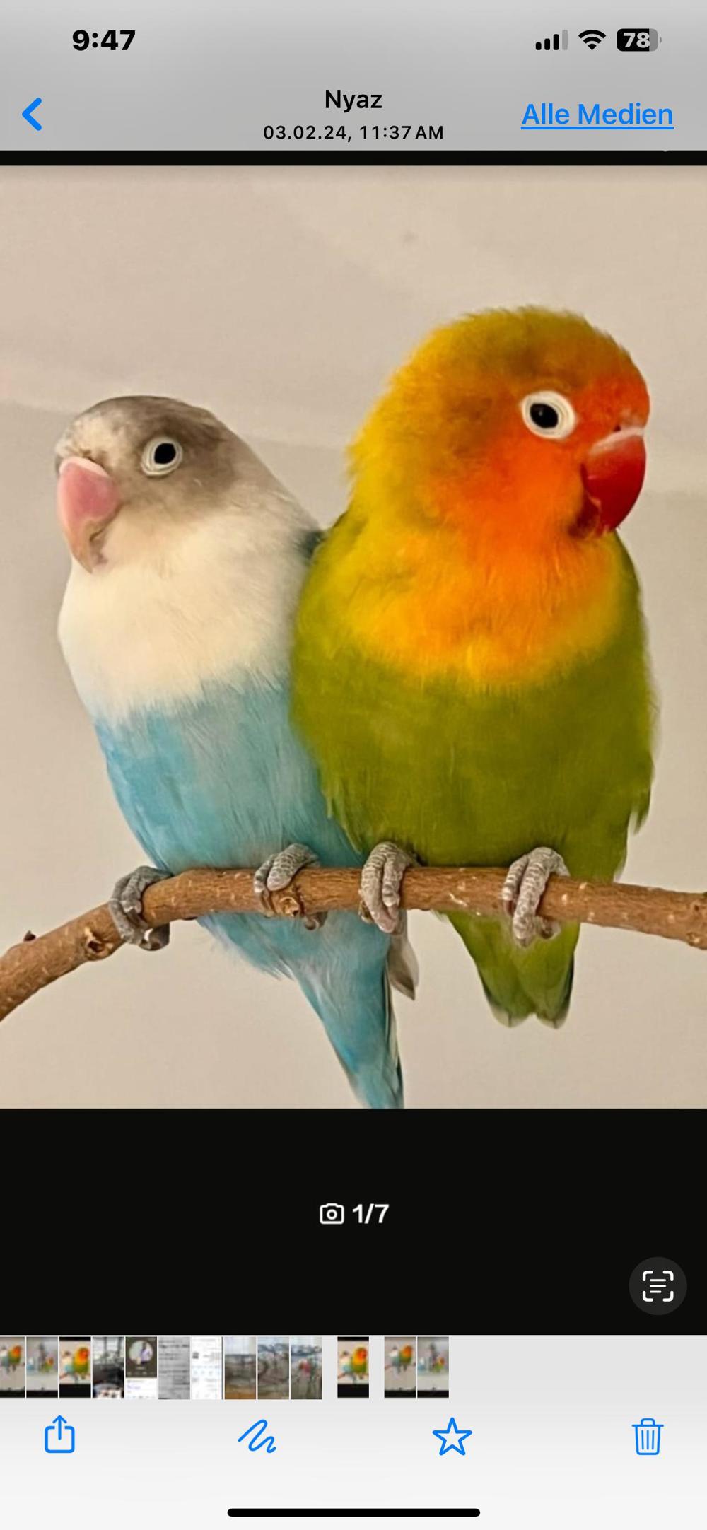 Zwei miene papagei