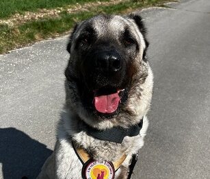 Baron-XXL Hund sucht Menschen mit XXL Herz