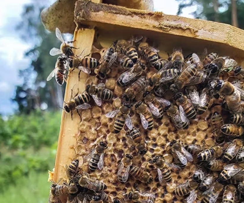 Bienenvölker abzugeben 