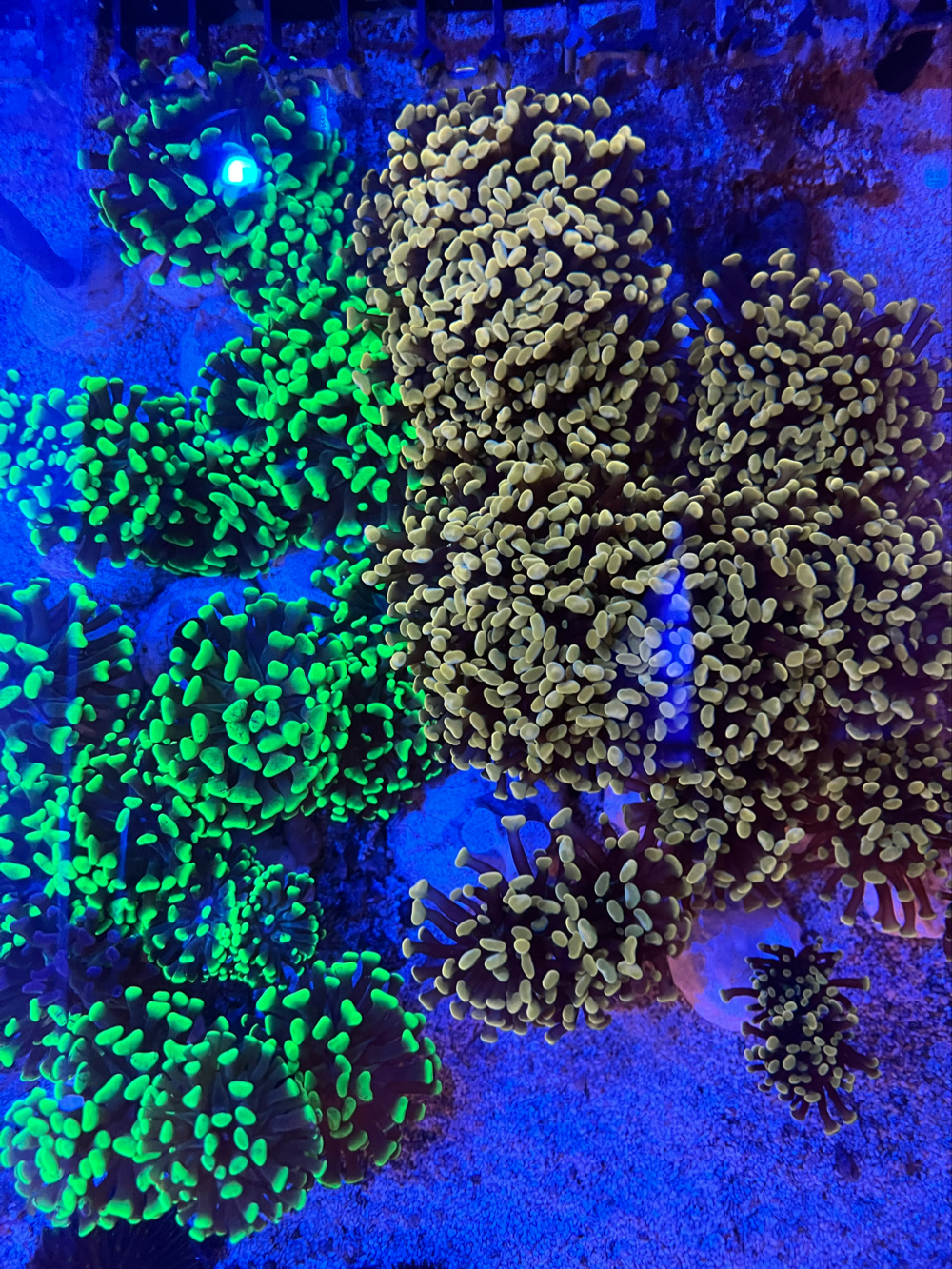 Meerwasser Korallen ableger