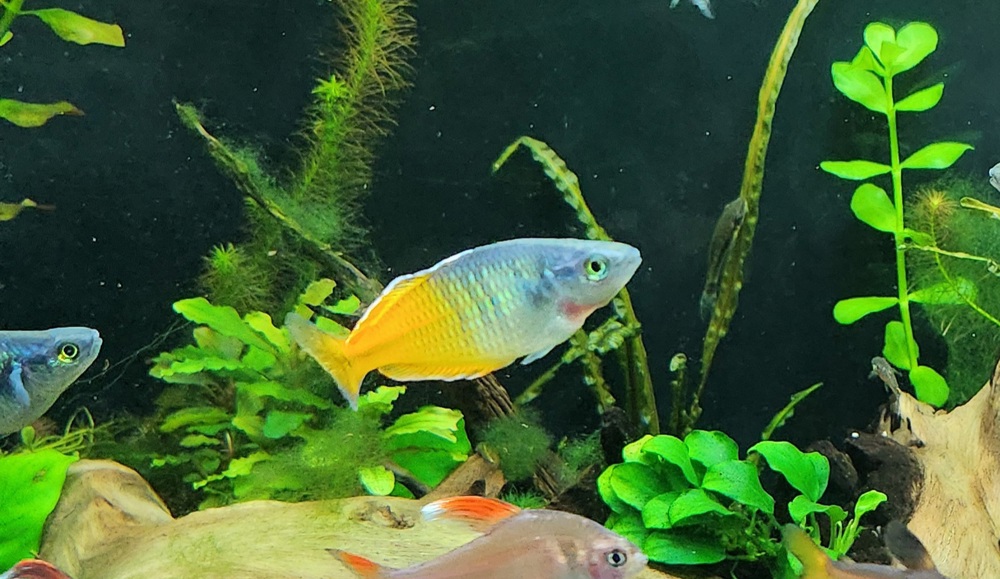 Regenbogenfisch Boeseman