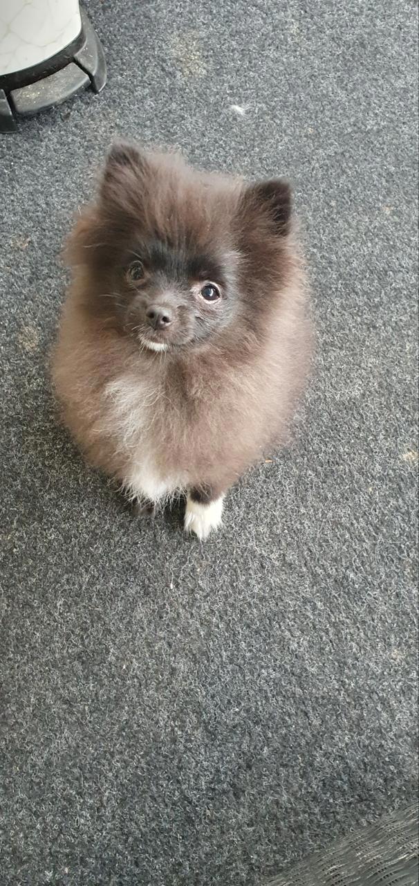 Pomeranian Zwergspitz Junge 