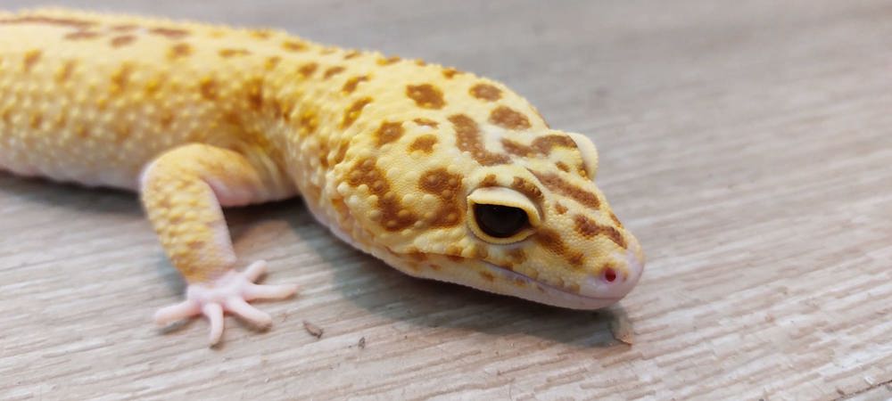 Leopardgecko 1.0 Tremper Albino