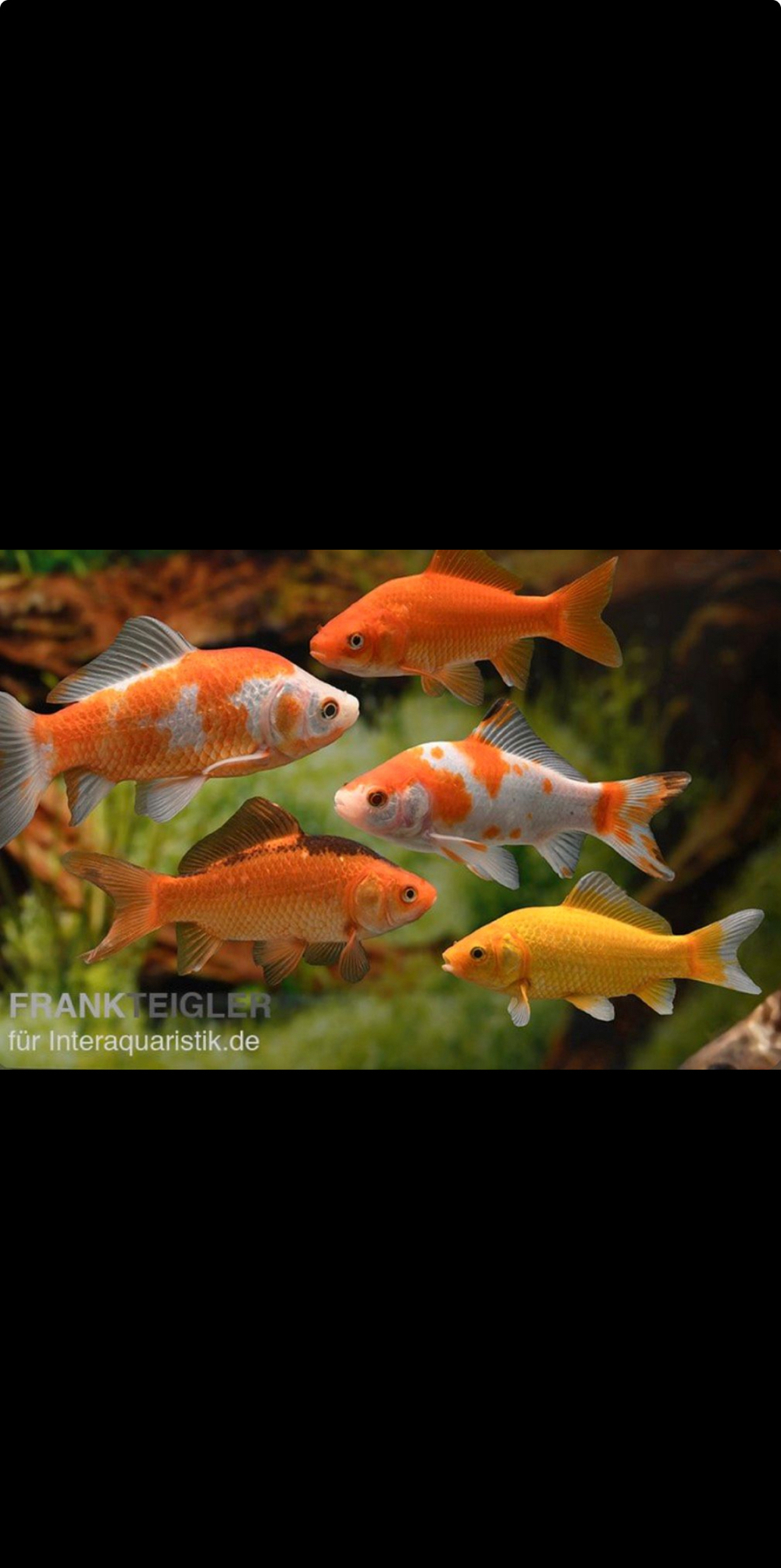 goldfische 