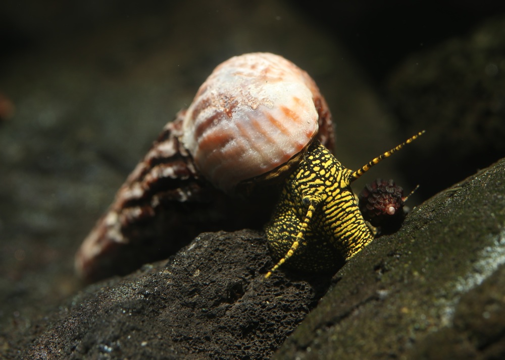 Tylomelania towutensis - Sulawesi Turmdeckelschnecke - Aquarium