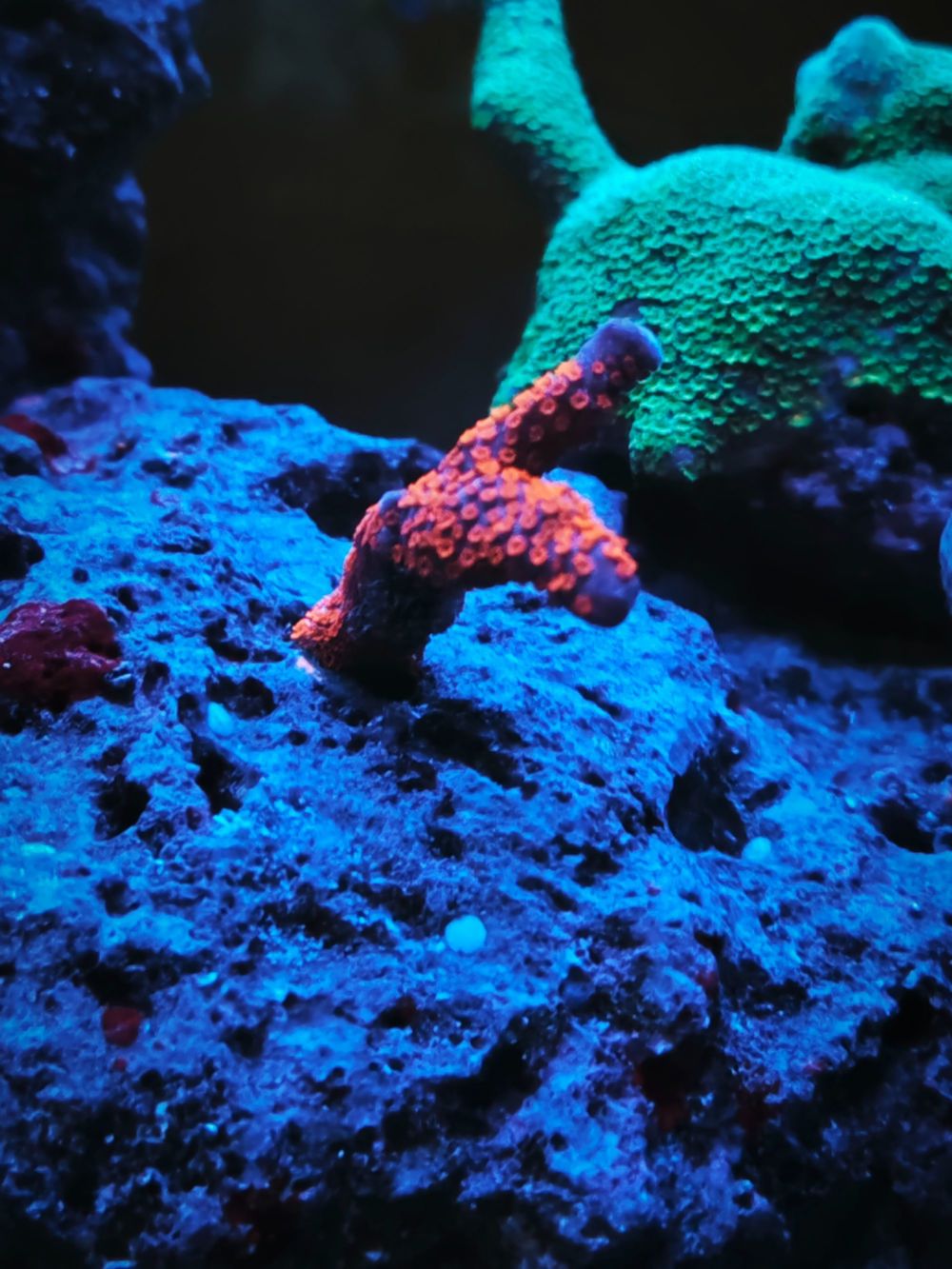 Korallen Ableger SPS und Scheibenanemonen Meerwasser