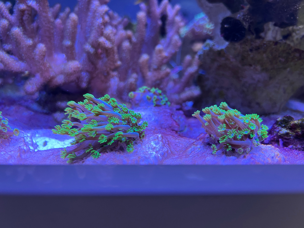 Alveopora ableger koralle meerwasser 