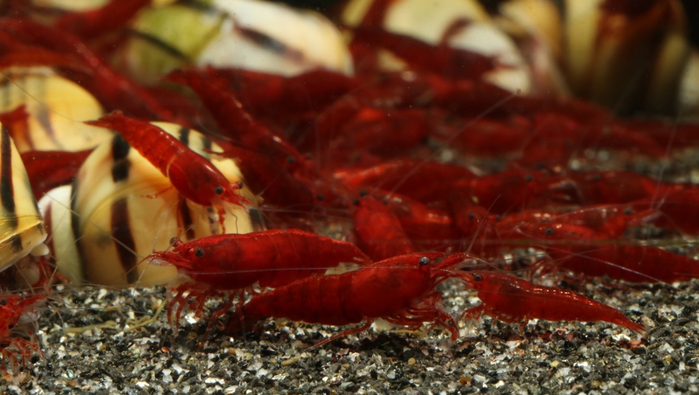 Bloody Mary Garnelen - Neocaridina davidi - Aquarium - Nano