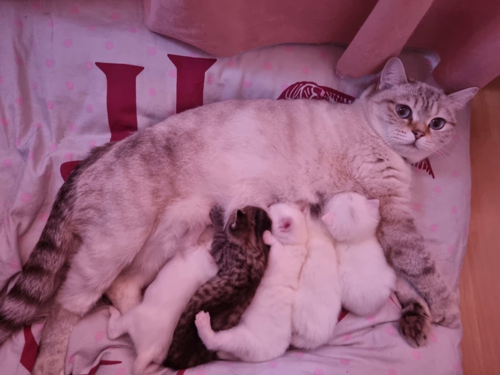 Zauberhafte BKH Kitten