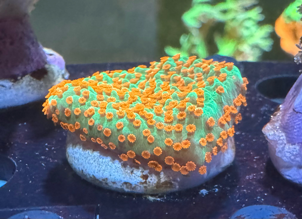 Koralle Montipora "Grinch"