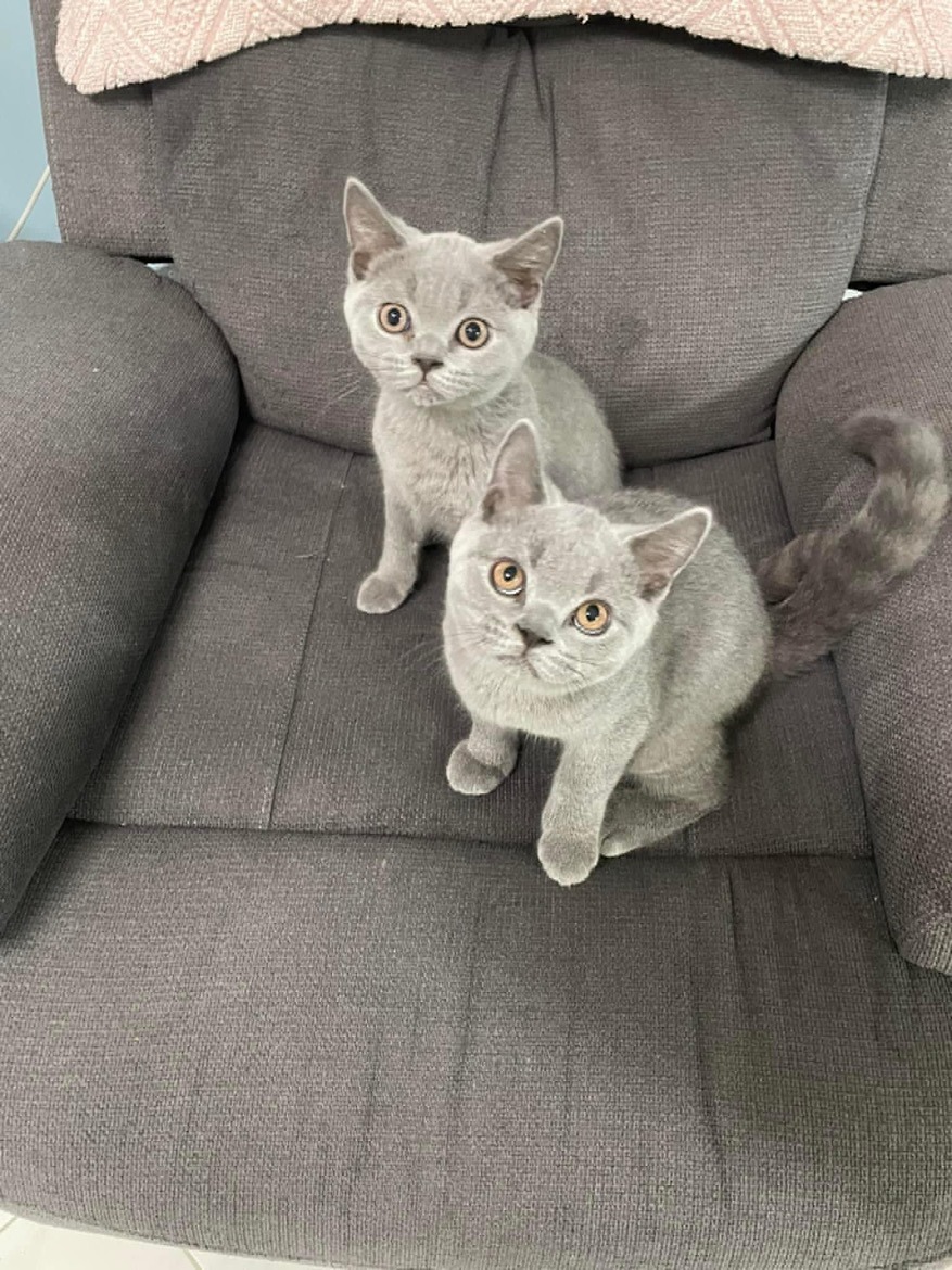 Zwei Reinrassige BKH- Kitten.