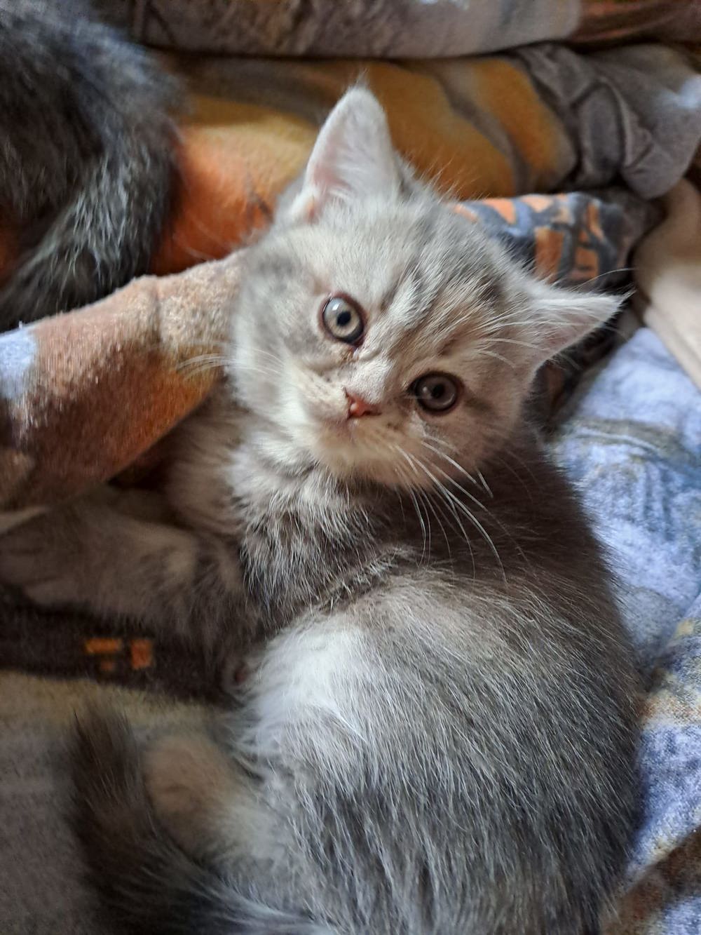 Perser Kitten (Mädchen) 
