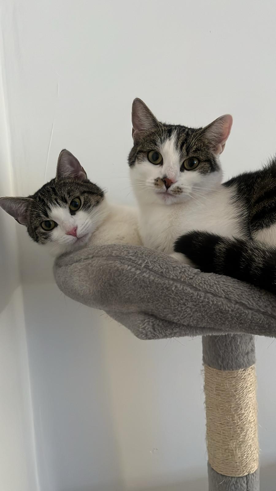 Zwei liebevolle Hauskatzenmädchen suchen neues Zuhause!