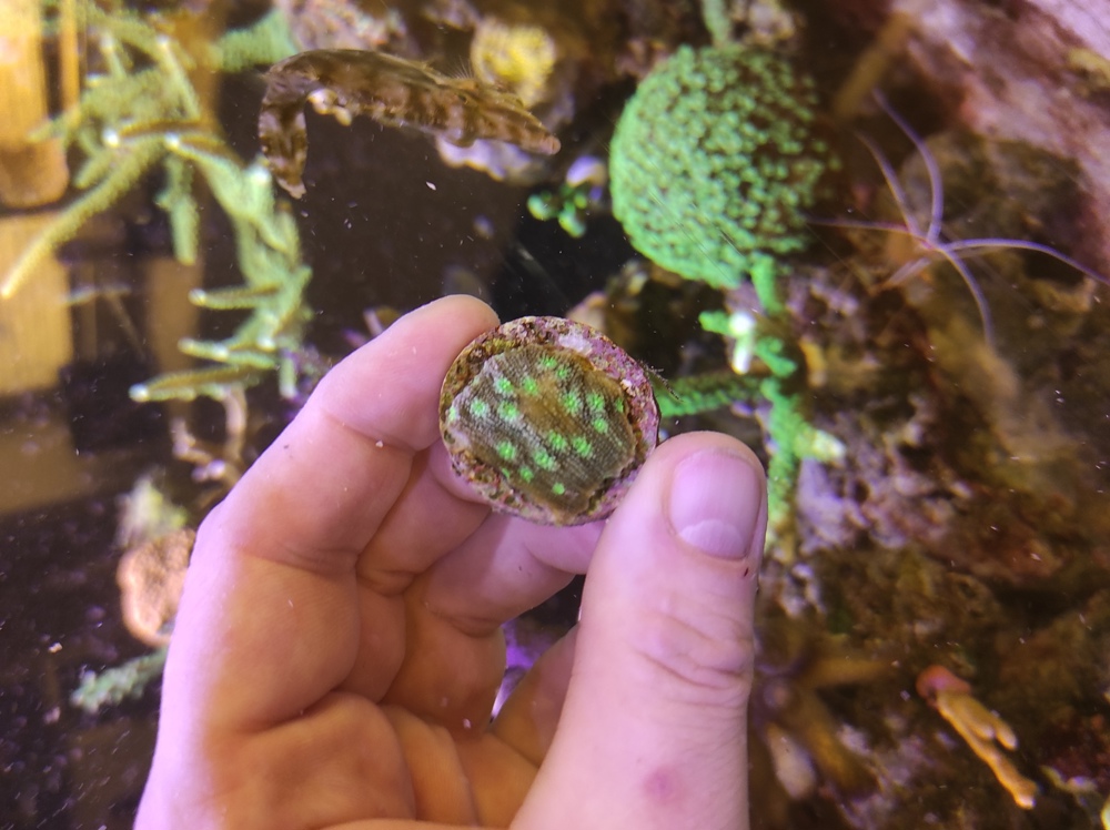Echinopora Lamellosa, Chalice, Koralle, Meerwasser Aquarium 