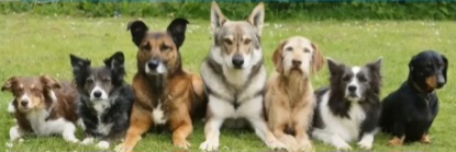 Hundetainer-Zoopsychologe- Verhaltensberatung