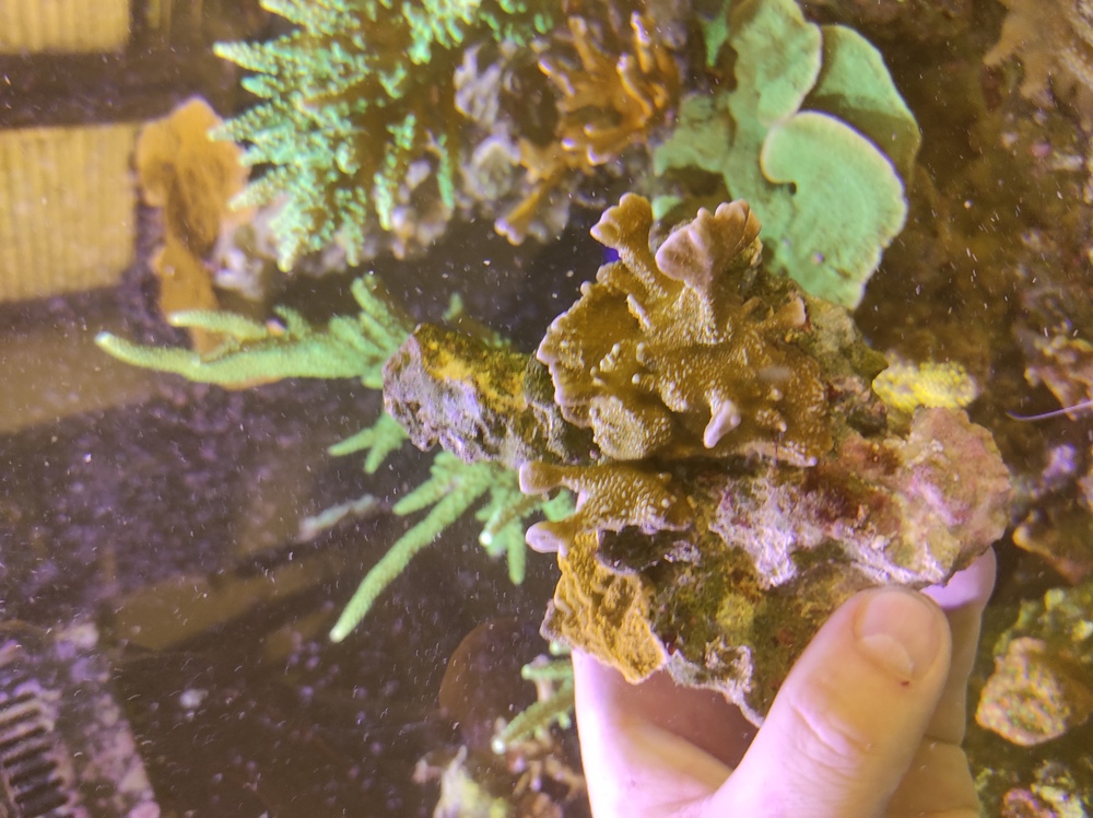 2 unterschiedliche Montipora auf Stein Koralle Meerwasser