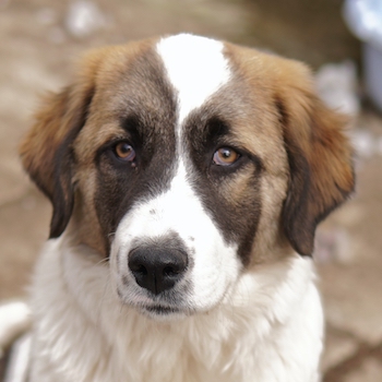 Kiro, geb. ca. 10 2023, lebt in GR, auf einem Gelände, auf dem die Hunde notdürftig versorgt werden