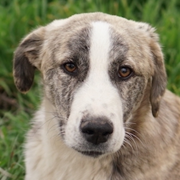 Xabi, geb. ca. 07 2023, lebt in GR, auf einem Gelände, auf dem die Hunde notdürftig versorgt werden