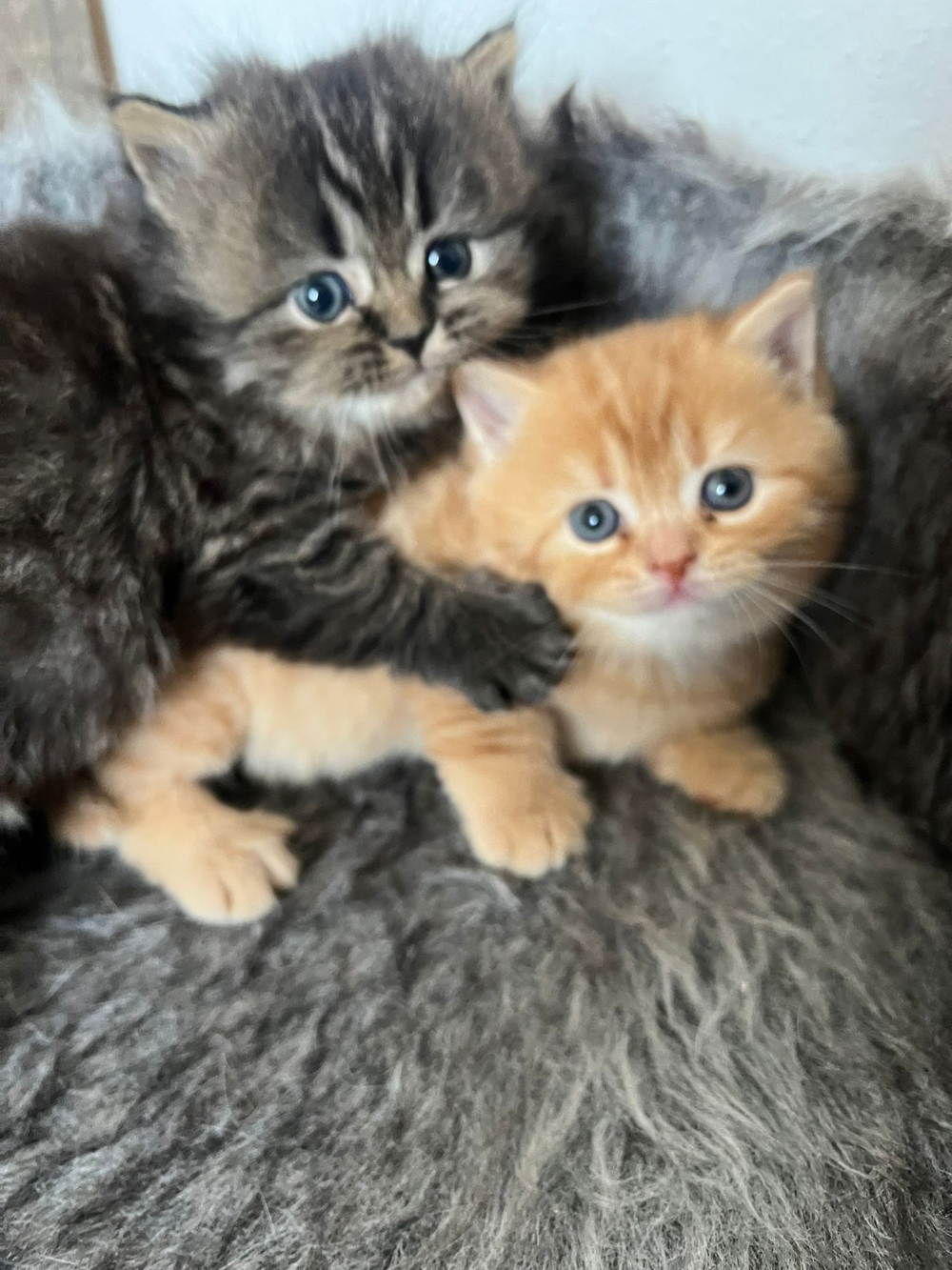 Zwei Perser Baby Katzen 