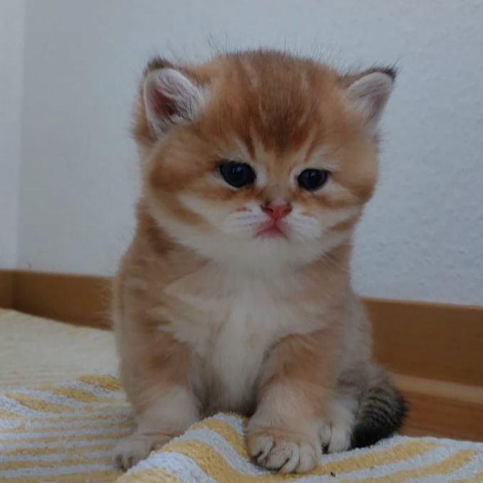 Wunderschöne BKH Britisch Kurzhaar Kitten