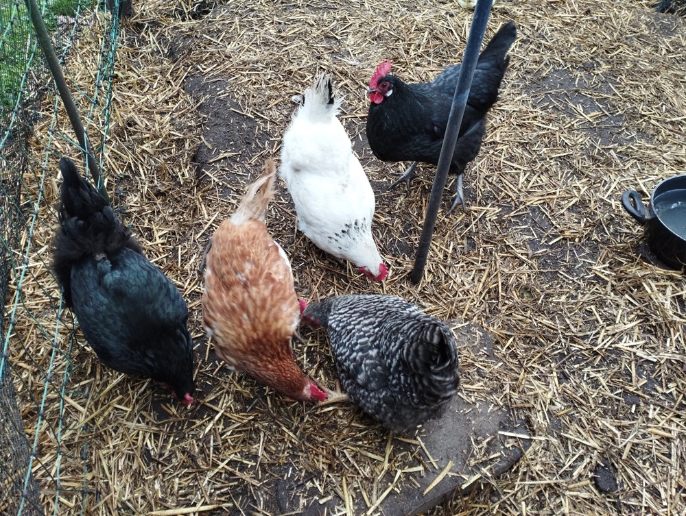 5 Gartenhühner abzugeben
