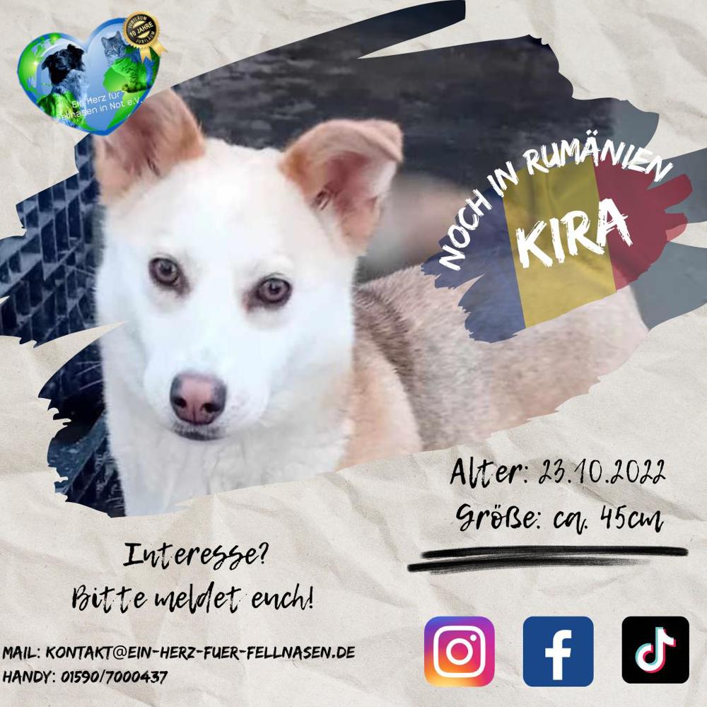 Wer gibt dieser süßen Maus ein Zuhause? Kira wartet in Rumänien