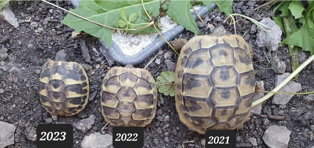 Griechische Landschildkröten THB, Nachzuchten, Weibchen, Männchen 