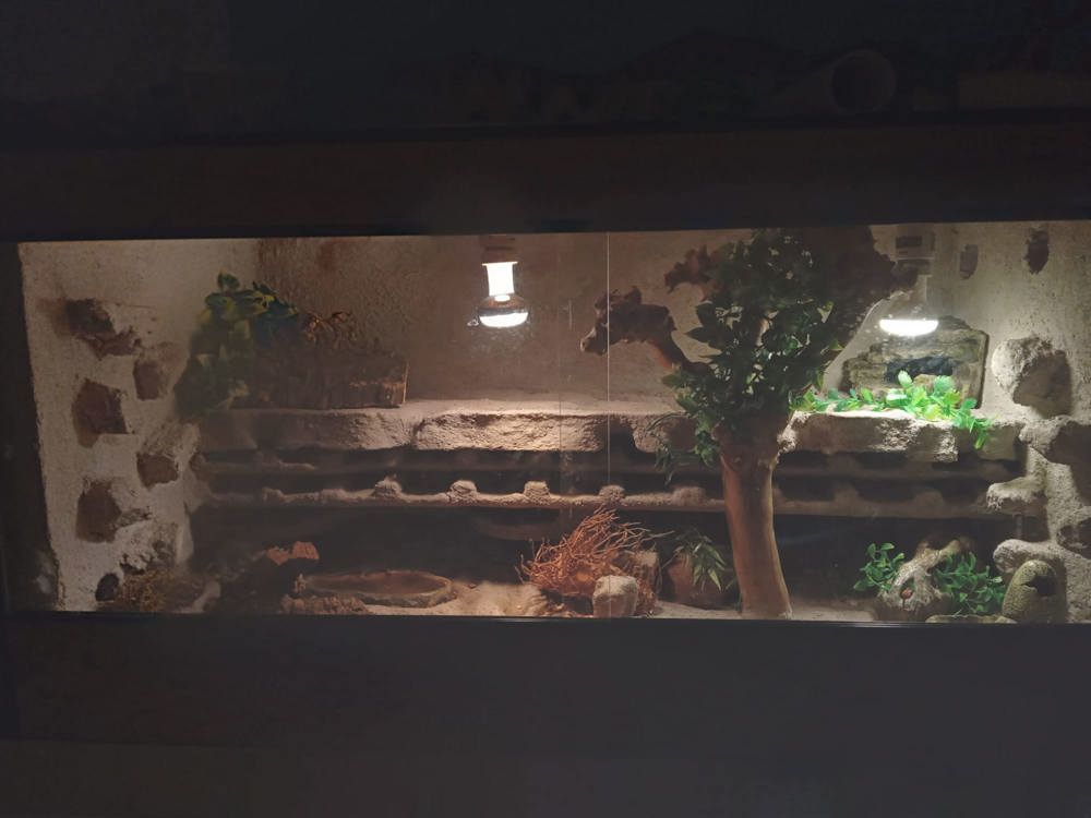 Verkaufe 6 Weibliche Leopardgeckos mit Terrarium