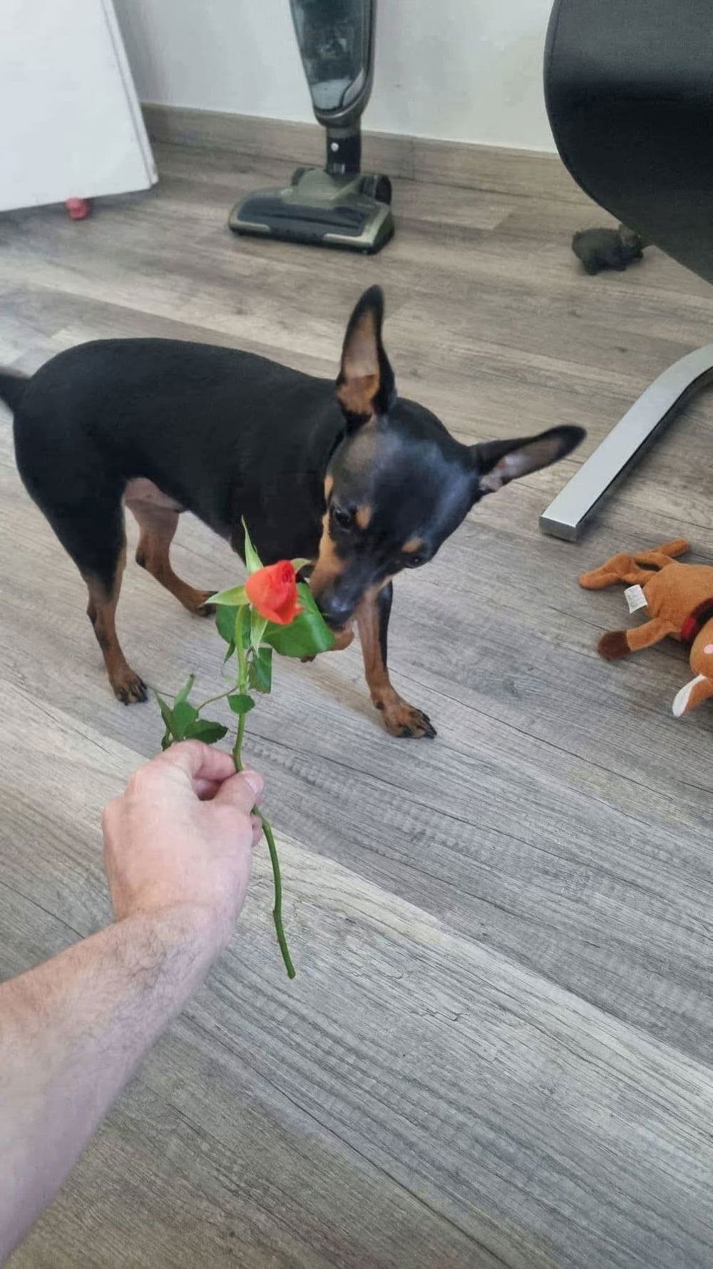 Zwergpinscher mit Papiere sucht Hündin zum Decken.Kein verkauf!!!