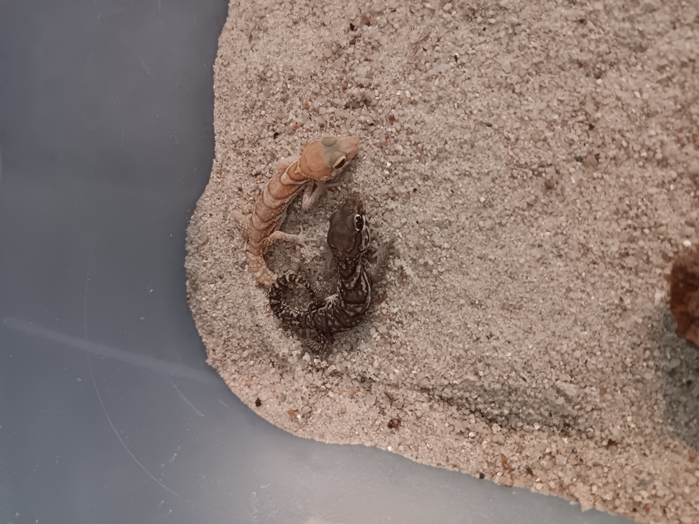 1.1 Madagaskar Grosskopfgecko   Paroedura picta amel 