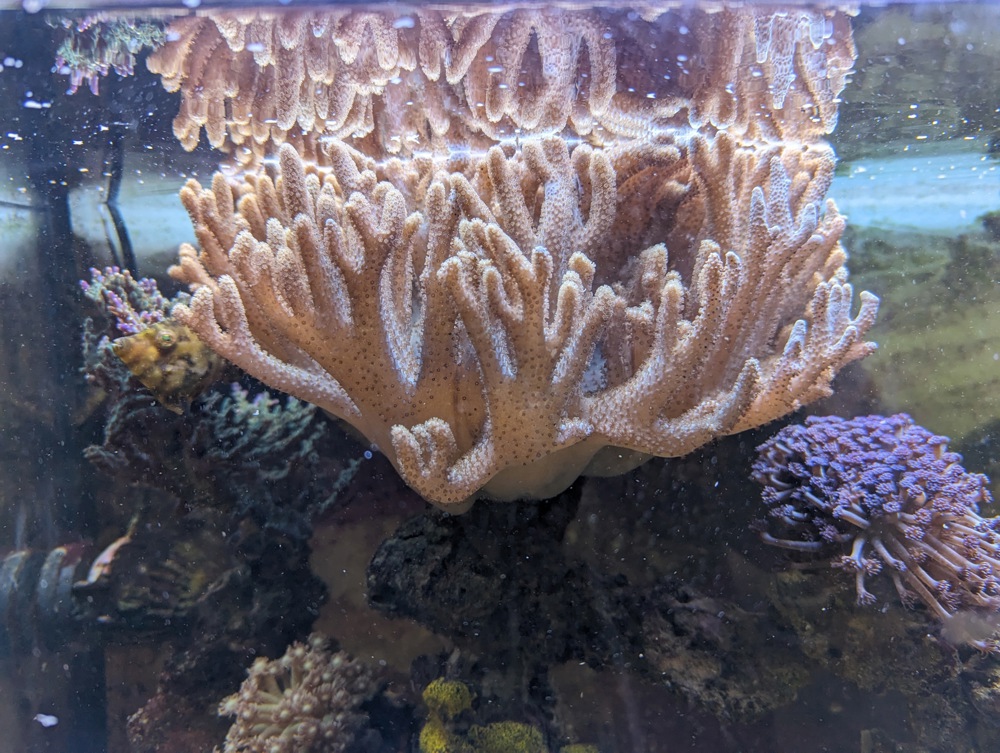 Korallenableger