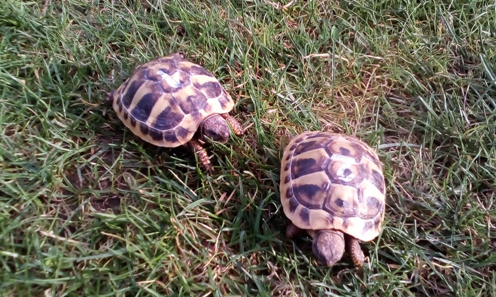 Griechische Landschildkröten THB