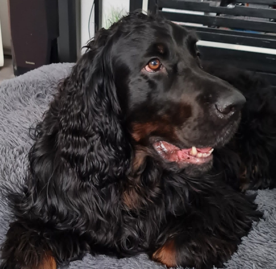 Gordon Setter Deckrüde Kein Verkauf! 