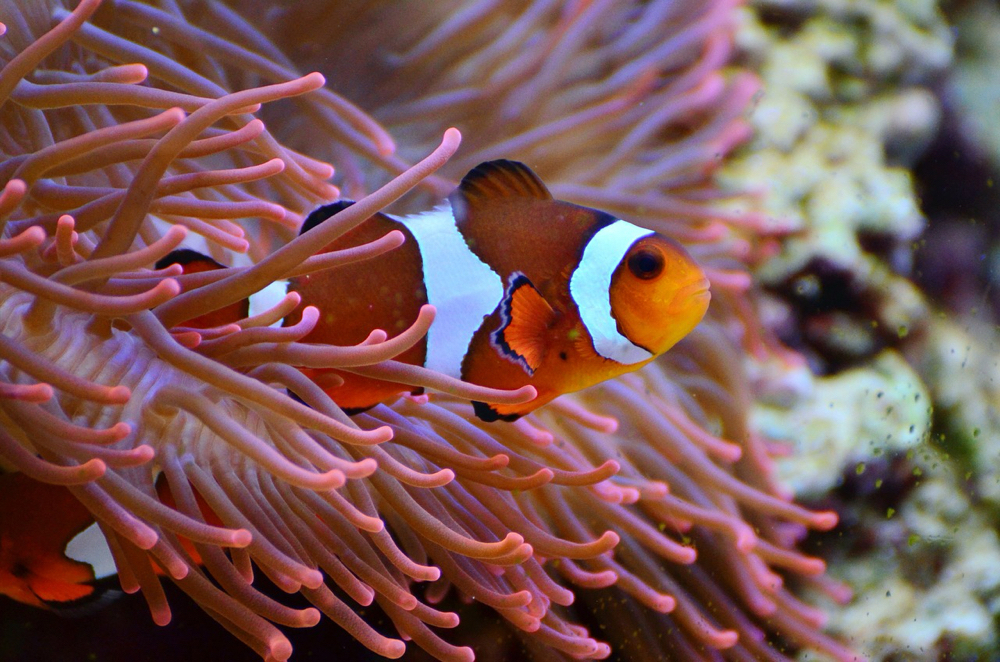 meerwasswr korallen anemonenfisch 