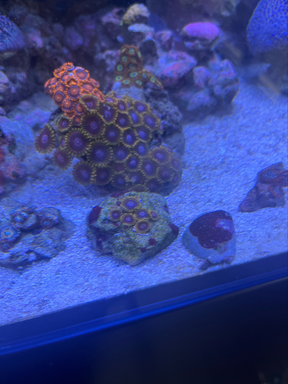 Korallen Ableger Zoanthus Montipora Bam Bam Mind Trick