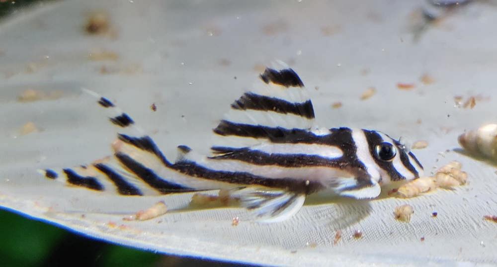 Hypancistrus zebra - L46 - Zebrawels - L-Wels - Aquarium