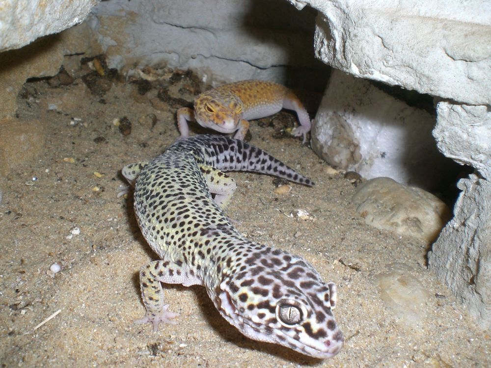 Leopard Gecko Männchen (dunkel) gesucht