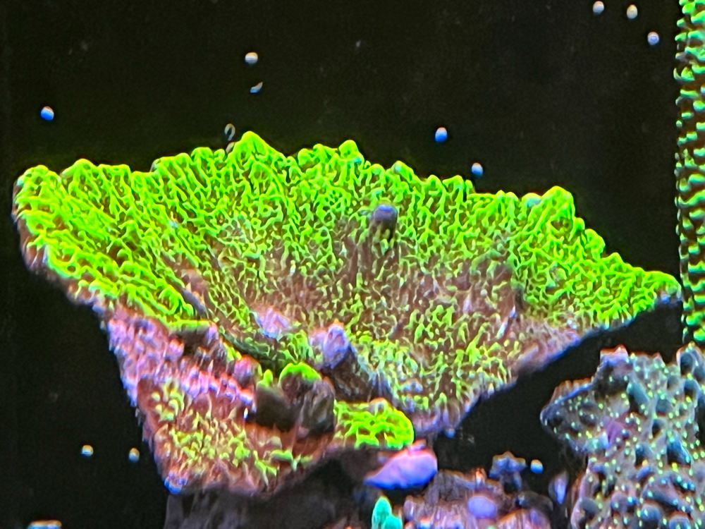 Verschiedene Korallen ab 5 