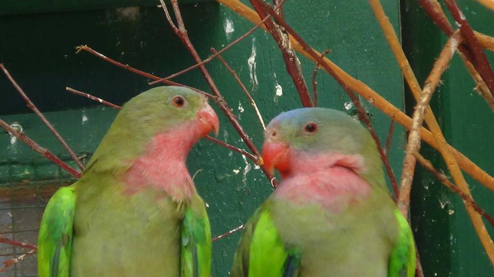 1,1 Princess-of-Wales-Sittiche in wildfarben abzugeben