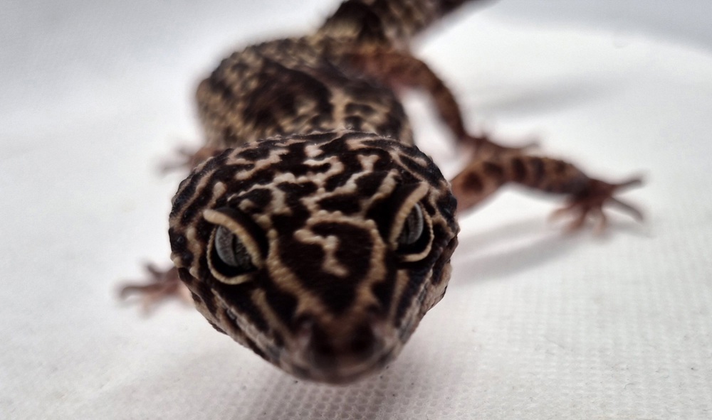 Leopardgecko Mayu