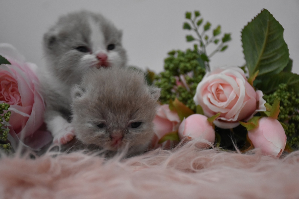 BKH Kitten in lilac und lilac white 