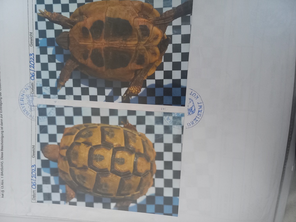 Griechische Landschildkröte 4 Jahre 