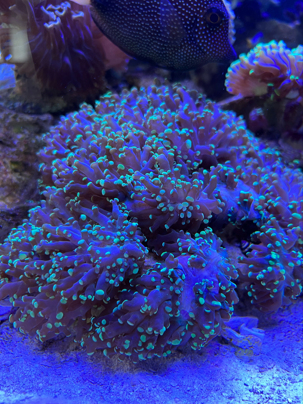 Euphyllia Ableger meerwasser koralle 
